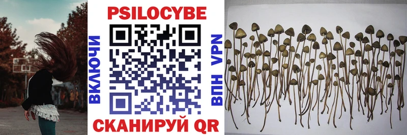 Галлюциногенные грибы Psilocybe  Белозерск 